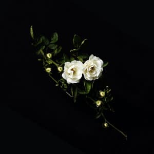 Love Like No Other (there's no other)